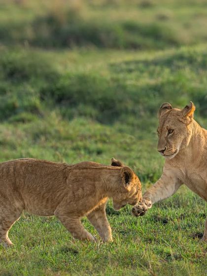 A playful moment between two lion cubs. The green background provides a perfect contrast, and my camera's eye-tracking ensures both subjects are sharp, even in motion.