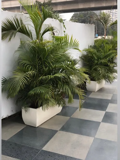 Areca Palms installed in modern white fiber planters. These are perfect for patios, balconies, or entranceways, providing a lush, tropical feel with their feathery fronds.