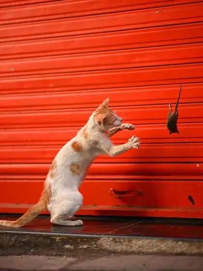 A raw moment of urban wildlife. This shot from my series on a street cat's hunt in Mumbai shows the playful yet brutal reality of nature, even in the city. Capturing peak action like this requires hours of patience.