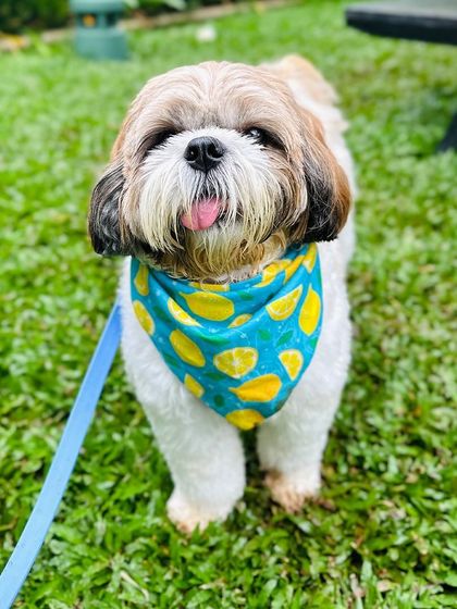 With a stylish bandana and a happy face, this little one is ready for a day of fun, sun, and snacks in our pet-friendly cafe.