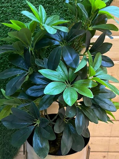 An artificial Schefflera, or umbrella plant, with its characteristic radiating leaves. This is a full, bushy plant that works well to fill a corner and add a sense of lushness.