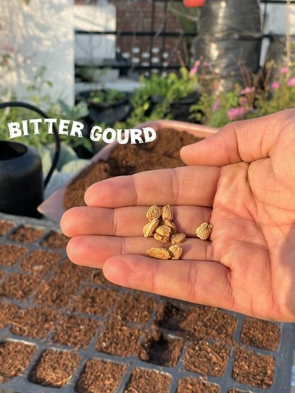 Bitter gourd, or karela, seeds. Soaking them for a few hours before planting can help them sprout faster. They are a fantastic and healthy vegetable to grow in the summer.