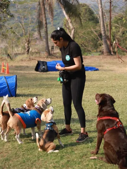 A great day at one of our training camps. Having a dog that can be calm and focused around other dogs and people is the goal, and it's moments like these that make all the hard work worth it.