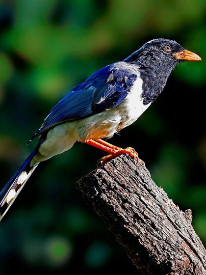 A Red-billed Blue Magpie perches on a weathered tree stump. The strong side lighting illuminates the bird's blue and white feathers against a dark green background.