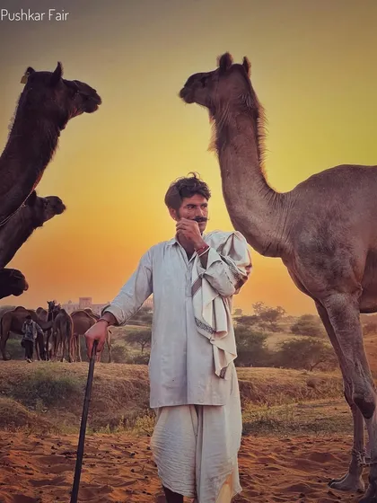 A candid moment of a camel trader at the Pushkar Fair, framed by two of his camels. I look for these natural interactions that tell a deeper story.