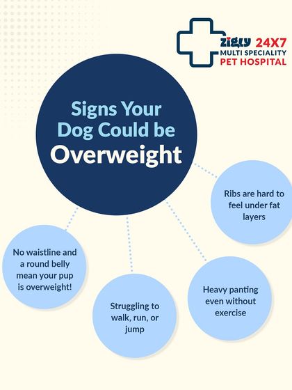 Zigly - Veterinary Services Pet Parent Resources & Tips photo 20