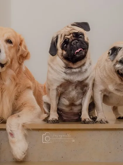 Three dogs, one staircase, and a whole lot of personality. This photo of Shadow, Ellie, and Eevee happened spontaneously while we were moving between setups. It’s a perfect example of how I work with multi-pet families to capture their unique group dynamic.