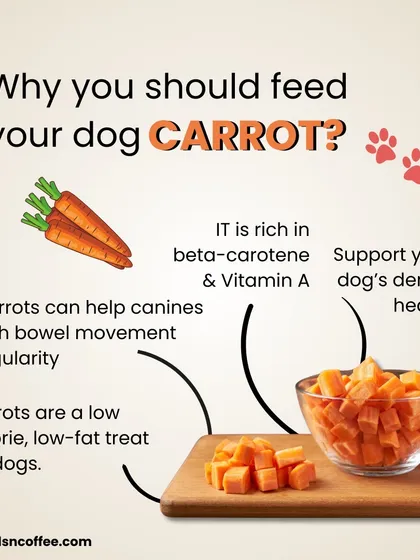 Carrots are a fantastic, healthy treat for dogs! They are low-calorie, help with dental health, and are rich in beta-carotene and Vitamin A. A crunchy, nutritious snack your dog will love.