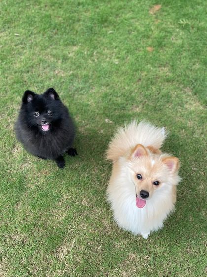 A fluffy black Pomeranian and a cream-colored friend, posing perfectly for the camera.