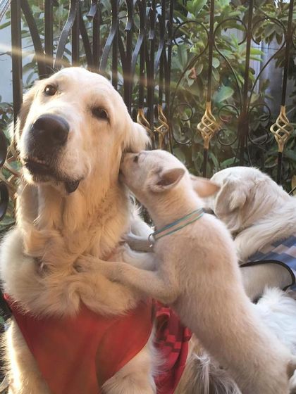 Deepthi - Dog Training & Behavior Modification Living in a Pack: A Guide to Multi-Dog Homes photo 9