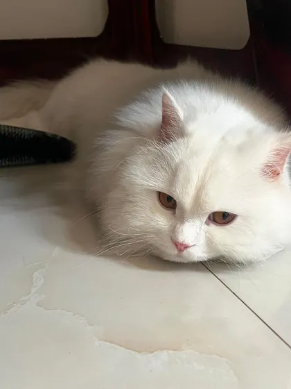 The perfect cat loaf. Theo finding a cool spot on the tile floor to relax.