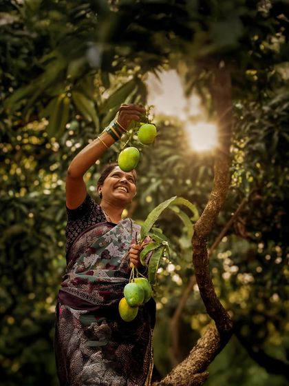 Brand Storytelling: The Konkan Mango Harvest photo 3