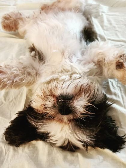 Jazzy's Pet Care - In-Home Dog Boarding Cozy Corners & Nap Time photo 23