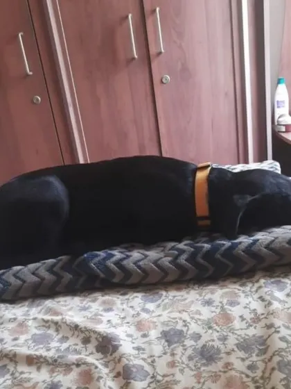 Kuri enjoying a nap on the bed, completely relaxed and at home. All she needs is for this to be her forever home.