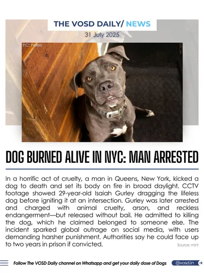 A man in New York City was arrested for kicking a dog to death and setting its body on fire. The incident sparked global outrage, with users demanding harsher punishment for such a horrific act of animal cruelty.