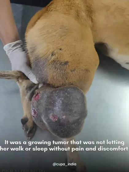 Cupa - Emergency Animal Rescue & Treatment Dog Rescue & Recovery Stories photo 12