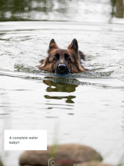 Ruby enjoying a swim. This shot captures her love for the water and her adventurous spirit.