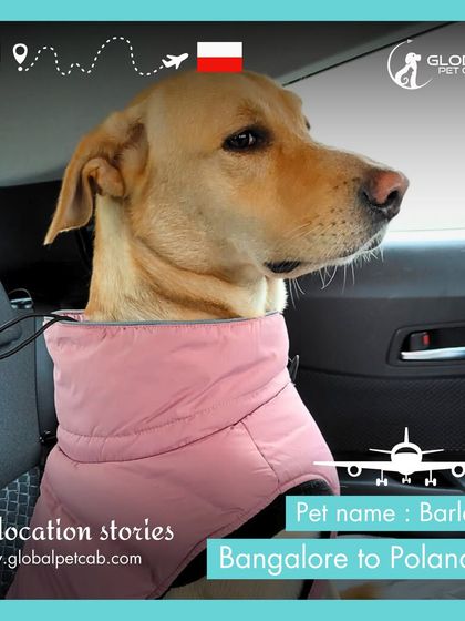 Global Pet Cab - International Pet Relocation Our Pawsengers: Dog Journeys photo 5