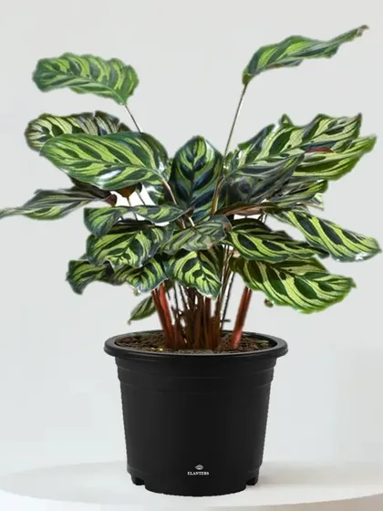 This is a Calathea, often called a 'prayer plant' because its leaves fold up at night. The intricate patterns on its leaves make it a living work of art.