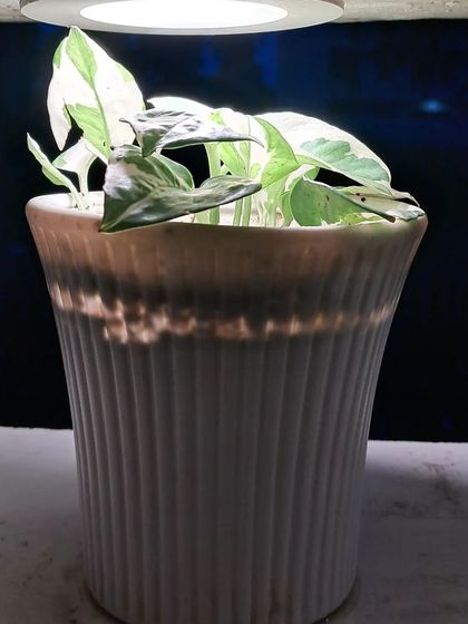 Bhardwaj - Gardening Product & Supply Consultation Indoor & Decorative Plants photo 19