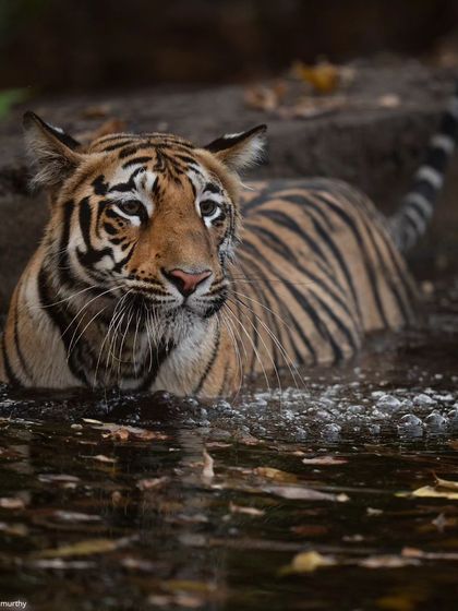 A young tiger cooling off in his private pool on a hot summer afternoon in Tadoba.