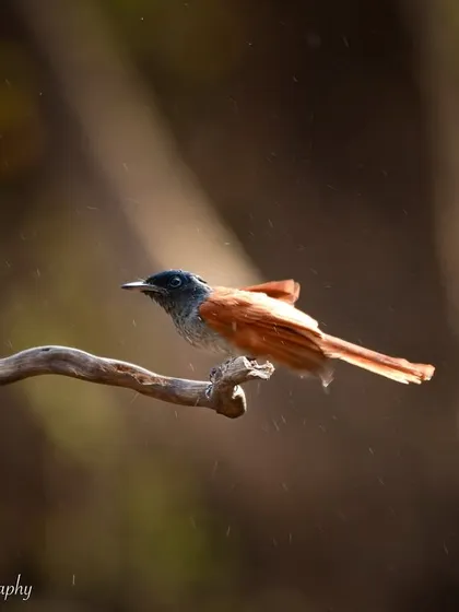 An Asian Paradise Flycatcher taking a bath. The spray of water droplets creates a beautiful, ethereal effect around this elegant bird.