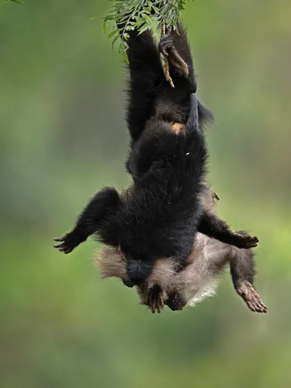 Another frame of the playful Lion-tailed Macaques, a dynamic and action-filled moment.
