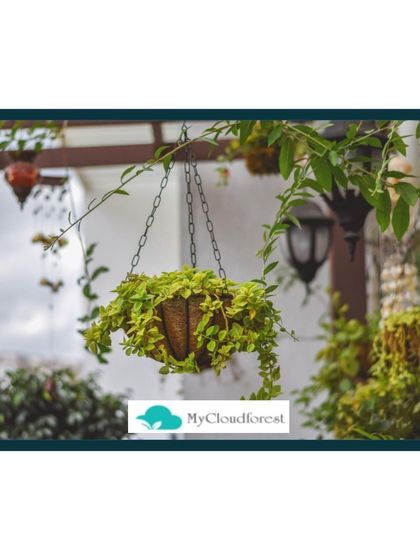 MyCloudforest - Terrace & Balcony Gardening Finishing Touches: Decking, Lighting & Decor photo 7