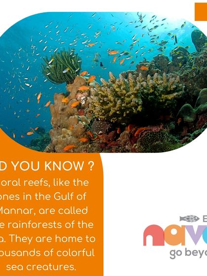 This image of a vibrant coral reef, the 'rainforest of the sea,' is part of my educational series for the Wild Shaale workshop. It helps children appreciate the beauty and importance of marine ecosystems.