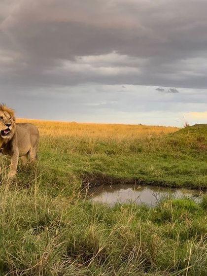 The King of the Topi Plains pride, standing watch near a small waterhole as storm clouds gather.