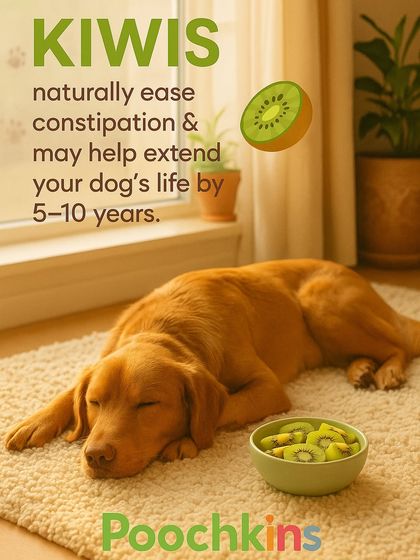 Kiwis are another great fruit for dogs. They can help with constipation and are packed with vitamins. We love finding natural ways to keep our dogs healthy.