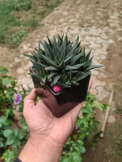 A Haworthia succulent in a stylish black pot. These are great low-light tolerant succulents, perfect for indoor desks.
