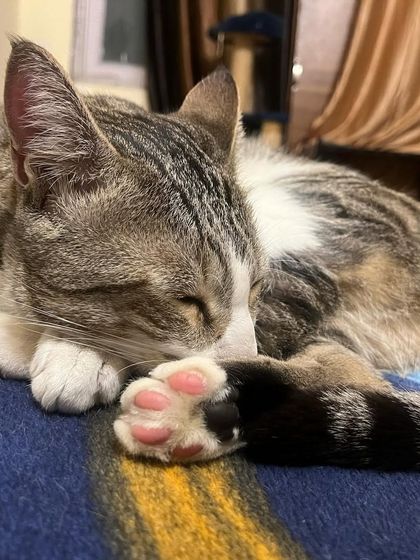 Look at those perfect pink toe beans! A sleeping cat is a picture of pure peace.