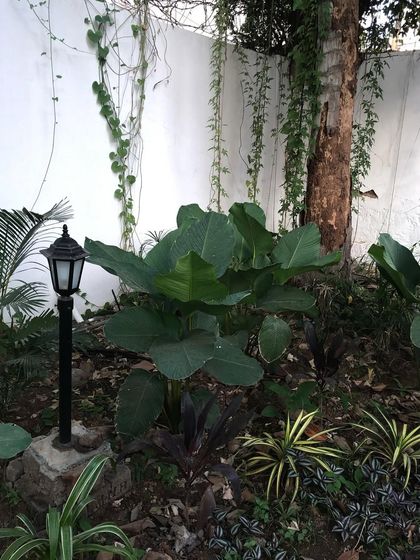 Greening Commercial Spaces photo 58