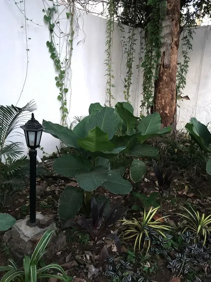 An outdoor garden bed at Roy's Cafe featuring Calathea, Dracaena, and other foliage. The lamp post is integrated into the design to provide gentle lighting in the evening.