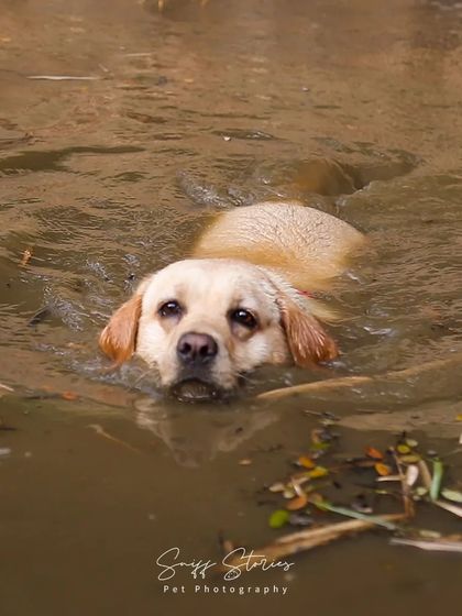 Sniff Stories - Pet Videography Paws, Splashes, and Muddy Noses photo 15