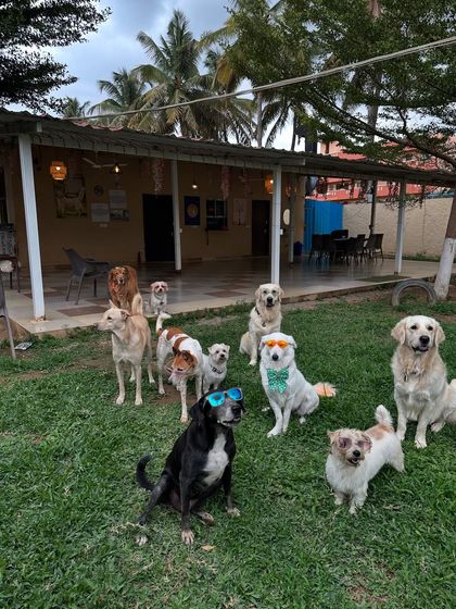 Therpup - Pet-Friendly Cafe & Restaurant Meet Our Resident Crew photo 6