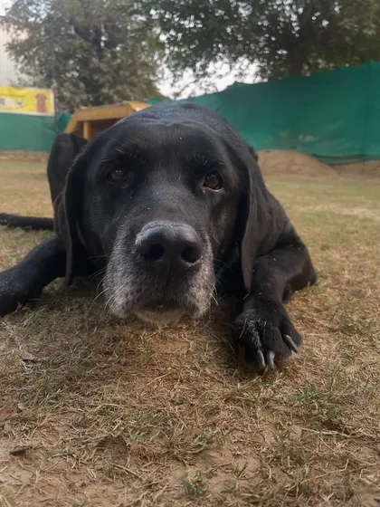 This handsome senior black Labrador is ready for his treat. His gentle eyes and grey muzzle just melt our hearts.