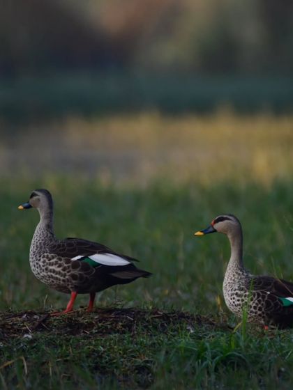 A pair of Spot-billed Ducks, another example of a couple that stays together, living longer and raising their young more successfully.