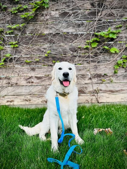 Tulsa Dog Trainer - Immersive Board & Train Programs Board & Train Graduates photo 41