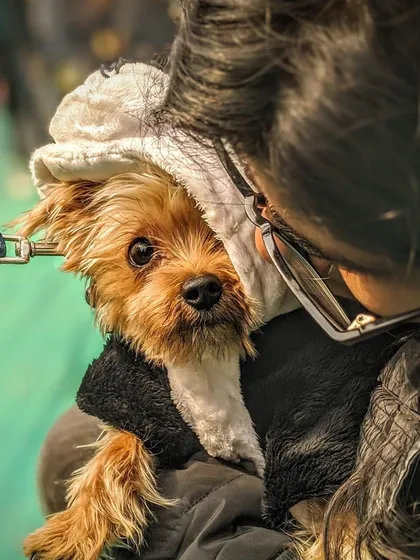 A quiet, intimate moment between a pet parent and her little dog. The way she holds him close and he looks out with his big, trusting eyes is a perfect example of the deep bond I aim to capture.