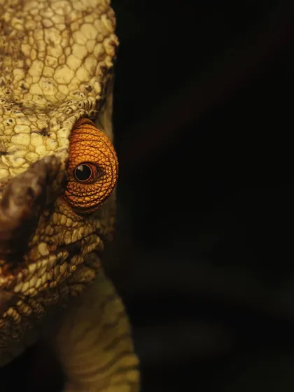 A half-faced portrait of a Parsons Chameleon against a black background. This composition creates a sense of mystery and focuses the viewer's attention on the incredible detail of its eye and skin.