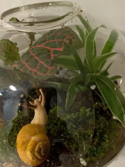 A closer look at one of my enclosed glass terrariums. I’ve planted a Fittonia, or nerve plant, known for its striking leaf patterns, alongside some lush green moss. The two little snail figures add a playful touch to this tiny, self-sustaining ecosystem.