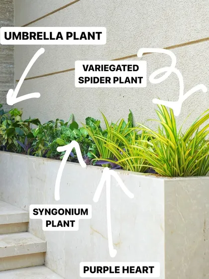 An annotated image showing the different shade-loving plants we used for this walkway planter: Umbrella Plant, Variegated Spider Plant, Syngonium, and Purple Heart.