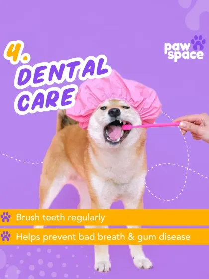 PawSpace - At-Home Pet Grooming The Full Grooming Experience photo 4