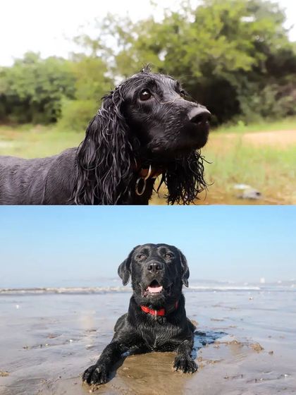 Sniff Stories - Pet Videography Paws, Splashes, and Muddy Noses photo 18