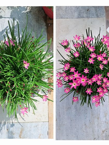 Bhardwaj - Urban Gardening Consultation A Riot of Colorful Flowers photo 214