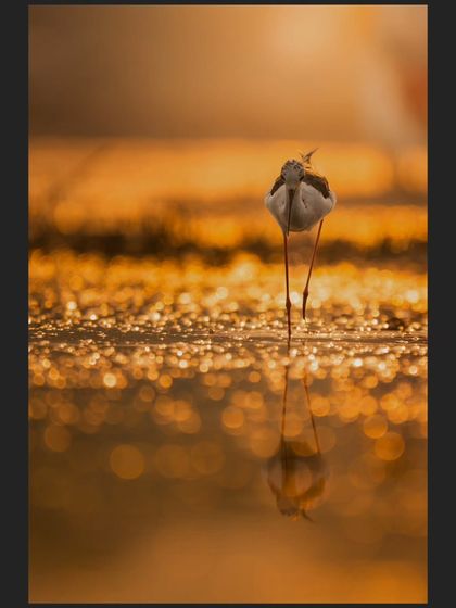 A Black-winged Stilt walks towards the camera, its long legs creating a striking figure against the glittering water of the sunrise.