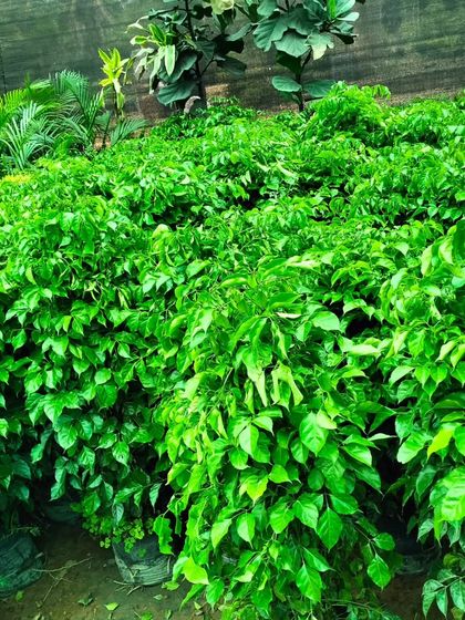 This is the Radermachera sinica, or China Doll plant. Its delicate, glossy leaves create a lush, bushy appearance, making it a beautiful addition to a bright room.