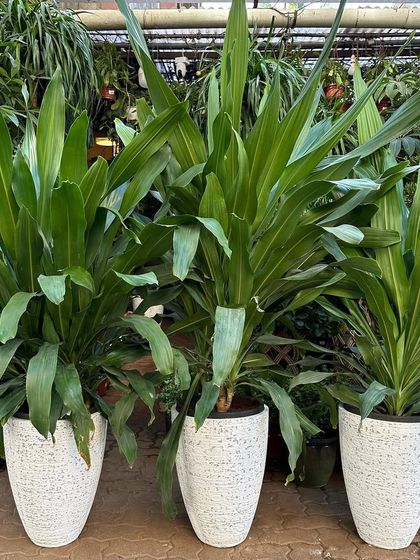 Designer Planters & Pots photo 17